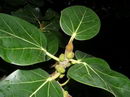 Ficus Benghalensis
